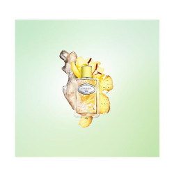 Infusion Jengibre