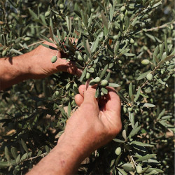 Aceite De Oliva