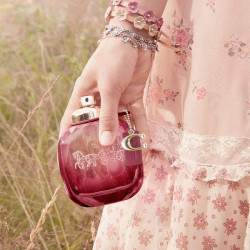 Wild Rose