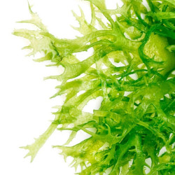 Mascarilla Limpieza Algas Marinas