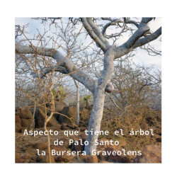 Palo Santo Madera