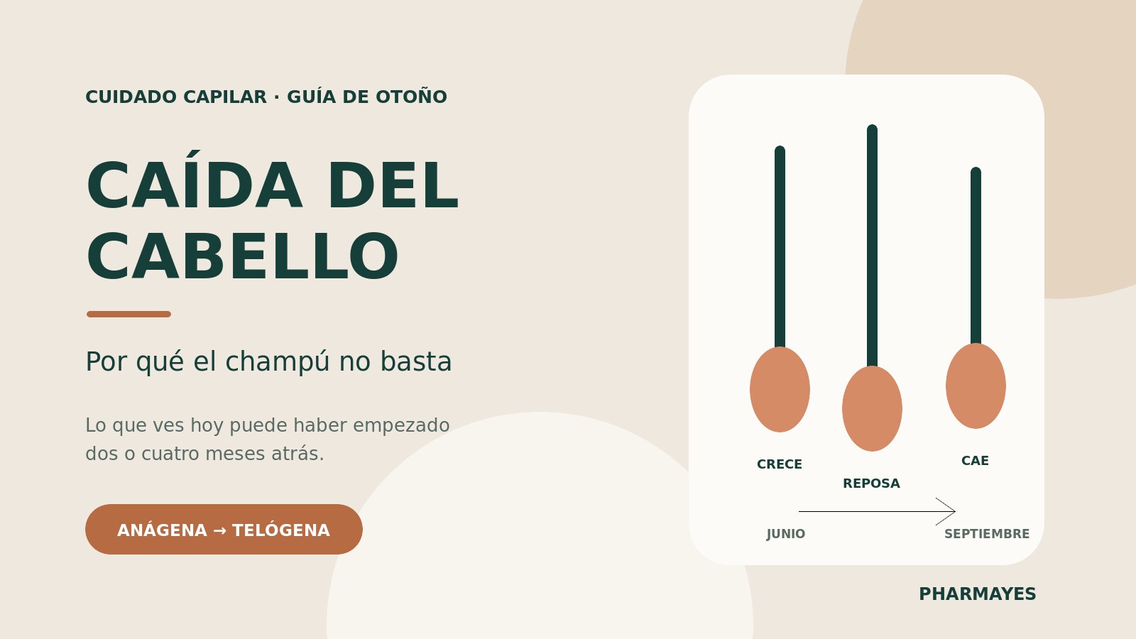 Ciclo capilar y caída estacional del cabello en otoño